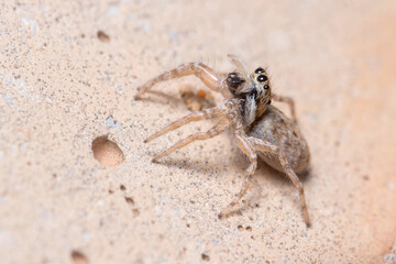 Female Menemerus semilimbatus spider staring from a wall