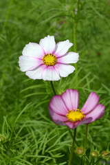 ピコティー　コスモス