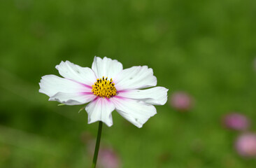 Obraz premium ピコティー コスモス