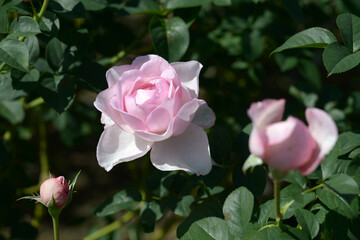 スブニール・トゥ・ルイ・アマード　バラの花