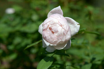 セント・セシリア　バラの花