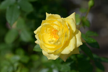 トロピカル・シャーベット　バラの花