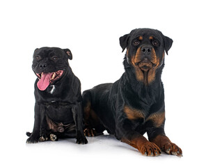 staffordshire bull terrier and rottweiler