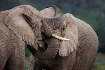 Two young African bush elephants (Loxodonta africana) interacting with each other. Karoo, Western...