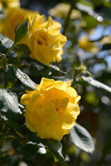 ヘンリー・フォンダ　バラの花