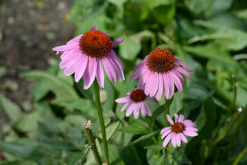 ムラサキバレンギク