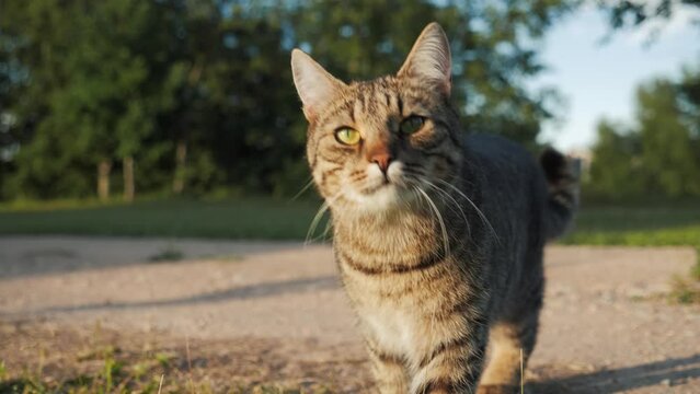 Close-up of cute male mackerel tabby gray cat with beautiful green eyes turning head, looking and walking towards camera. Concept of home pet playing outside in house backyard. Sunny summer daytime.