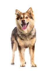 Finnish Lapphund in studio