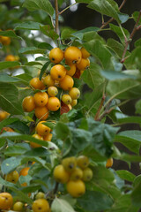 Zierapfelbaum Golden Hornet