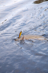 Freshwater pike fish. Just caught freshwater fish Northern pike in pound water. .