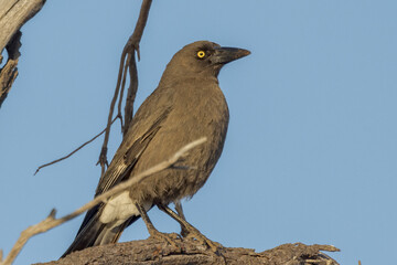 Grey Currawong in Western Australia