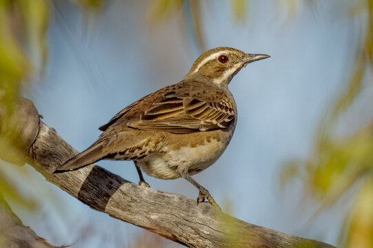 Copper-backed Quail-thrush in Western Australia