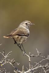 Redthroat Bird in Western Australia