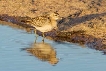 Sharp-tailed Sandpiper in Western Australia