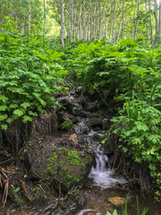 stream in the forest