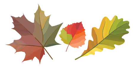 Autumn leaves. Oak leaf, maple leaf, birch leaf. Vector image.