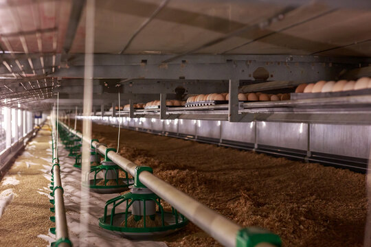 Hatching broilers from eggs in incubator area.