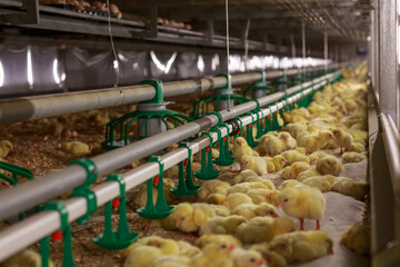 Young yellow chicks in raising room of poultry farm.