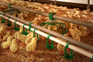 Yellow chicks in grow out house of chicken farm. © Елена Бионышева-Абра