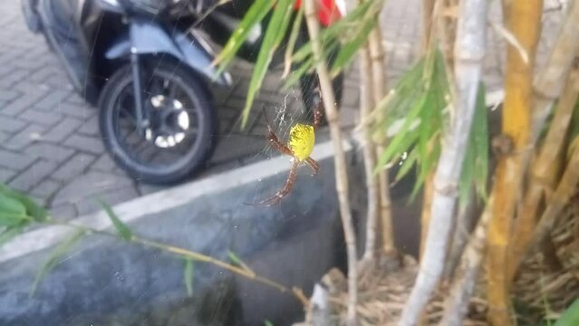 The yellow spider in the cobweb, against the background of a blurred motorcycle tire