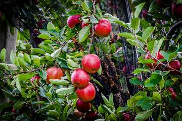 Meran, Apfelernte, Apfelbäume, Ernte, Obstbäume, Obstbauer, Vinschgau, Südtirol, Apfelernte, Herbst, Herbstsonne, Herbstfarben, Italien