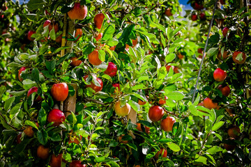 Meran, Apfelernte, Apfelbäume, Ernte, Obstbäume, Obstbauer, Vinschgau, Südtirol, Apfelernte, Herbst, Herbstsonne, Herbstfarben, Italien