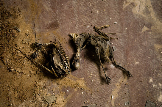 Skeleton of dead birds lying on the floor. © Oleksandr