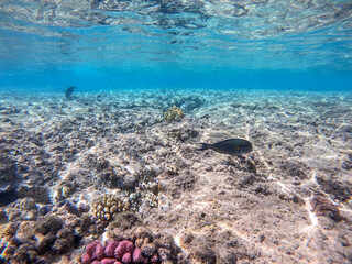 Surgeon fish or sohal tang fish (Acanthurus sohal) at the Red Sea coral reef..