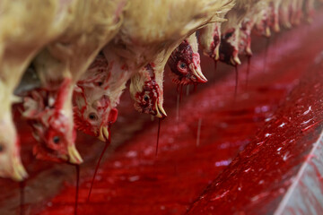 Slaughterhouse workshop in big chicken farm.