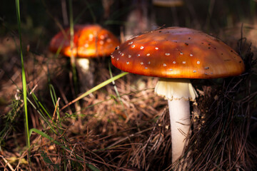 poisonous mushroom amanita in the forest