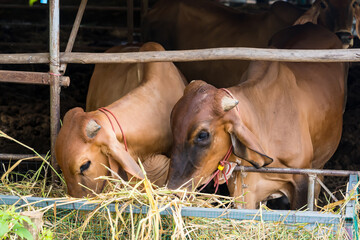 Thai cows eating grass, dry straw rice in the early morning of the Thai countryside.