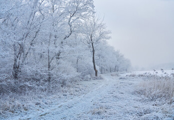 Winter, forest, snow. Snow-covered pine forest, trees in the snow, a beautiful winter landscape.