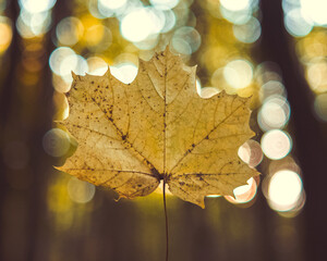 Obrazy na Plexi  Jesienny liść 