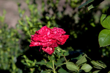Beautiful rose bush growing in the garden.