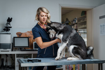 Fototapeta na wymiar Shot of female vet examining pedigreed siberian husky dog in hospital.