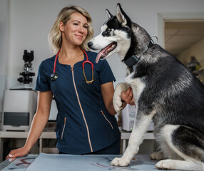 Photo of glad female vet checking up cheerful pedigreed dog in modern veterinary clinic.