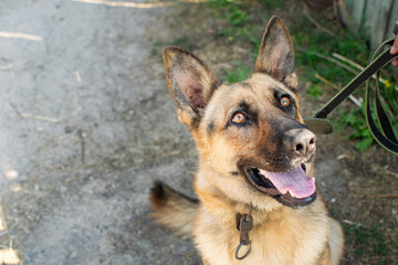 Young German Shepherd dog sitting and faithfully looking into the eyes of the owner.