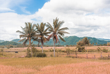 Fototapeta na wymiar Rustic and beautiful farmland scene with 3 coconuts in the town of Camalig, Albay, Philippines.