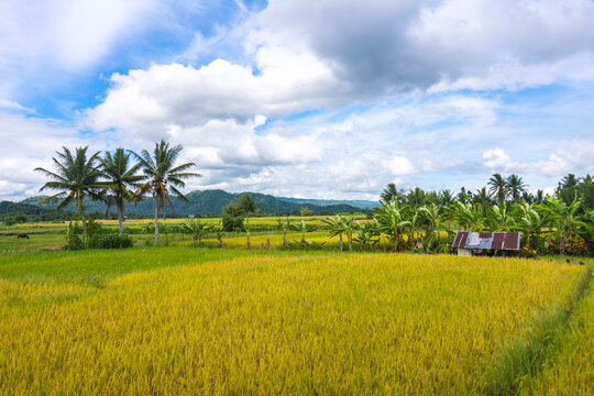 Bucolic farmland scene with 3 coconuts in the town of Camalig, Albay, Philippines.