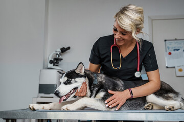 Portrait of female vet with stethoscope checking up husky dog in clinic.