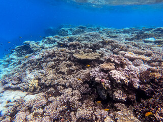Underwater life of reef with corals and tropical fish. Coral Reef at the Red Sea, Egypt.