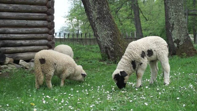 Young free sheep feeding off organic grass in a bio-friendly park, free animals, public parks, summertime during daylight