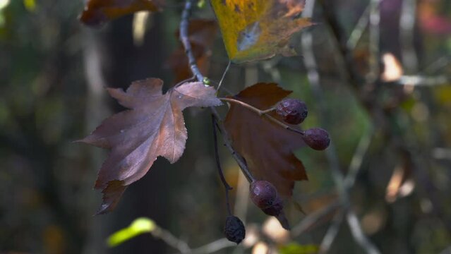 Wild Service Tree, ripe fruits, autumn, picking (Sorbus torminalis) - (4K)