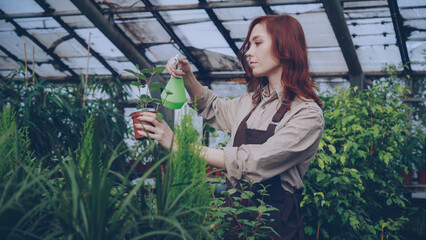 Attractive female farmer wearing apron is sprinkling green plants with water while working inside large greenhouse. Profession, growing flowers, workplace and people concept.