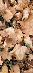 Beautiful autumn background with maple leaves. Dry autumn leaves in the grass. Autumn concept.
