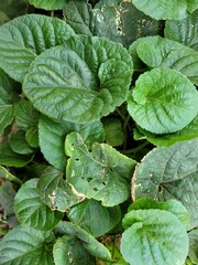 Beautiful green leaves background. Green violet leaves backdrop. Geranium.