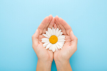 Big beautiful fresh white daisy flower on young adult woman palms on light blue table background....