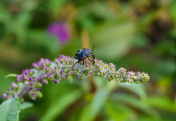 Insect on a wild flower. Bug on the plant