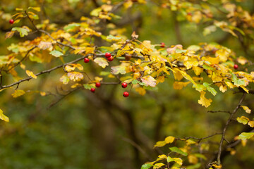 The red berries of hawthorn close-up. The red berries of hawthorn contrast with the yellow autumn foliage.