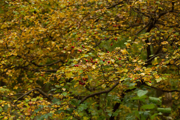 Hawthorn red berries. The red berries of hawthorn contrast with the yellow autumn foliage.